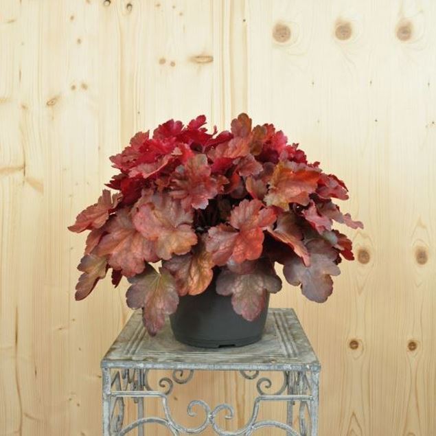 Image de Cloches pourpres - Heuchera x brizoides