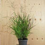 Bild von Ruten-Hirse - Panicum virgatum