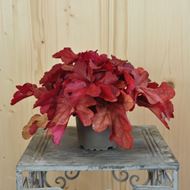 Image sur Cloches pourpres - Heuchera x brizoides