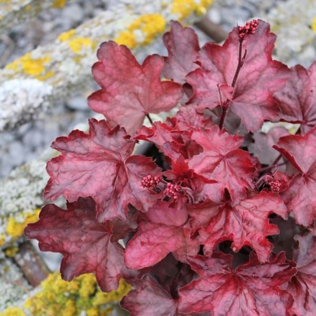 Image de Cloches pourpres - Heuchera x brizoides