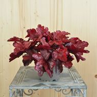 Image sur Cloches pourpres - Heuchera x brizoides