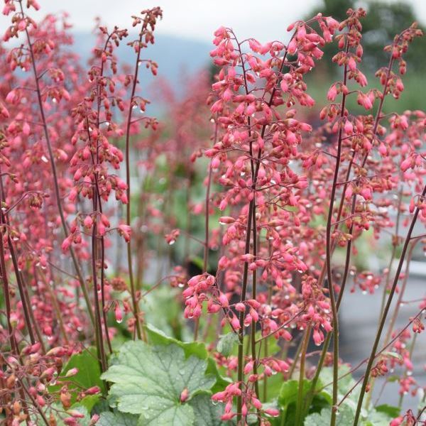 Image sur Cloches pourpres - Heuchera x brizoides