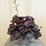 Image sur Cloches pourpres - Heuchera x brizoides