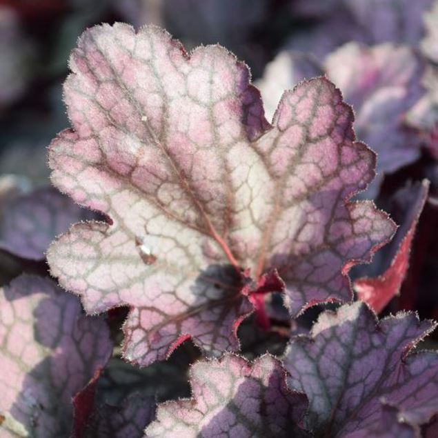 Image de Cloches pourpres - Heuchera x brizoides