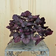 Image sur Cloches pourpres - Heuchera x brizoides