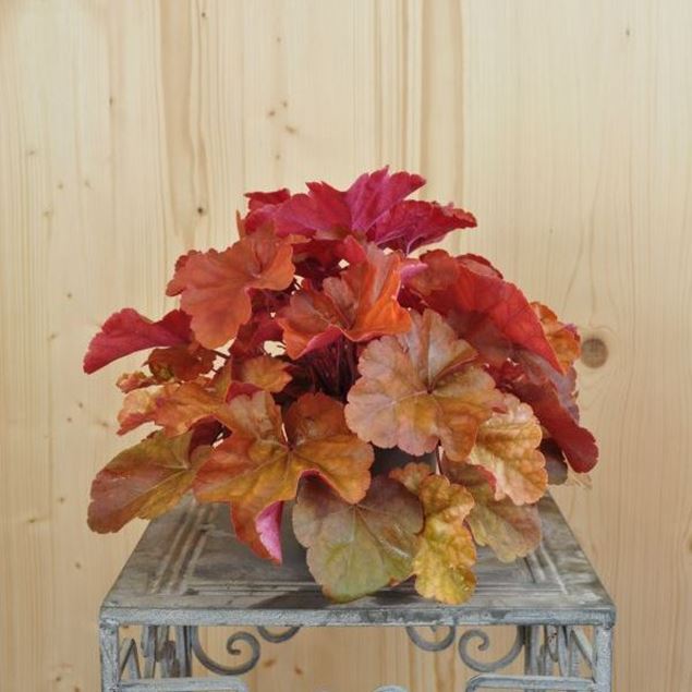 Image de Cloches pourpres - Heuchera x brizoides