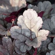 Purpurglöckchen - Heuchera x brizoides