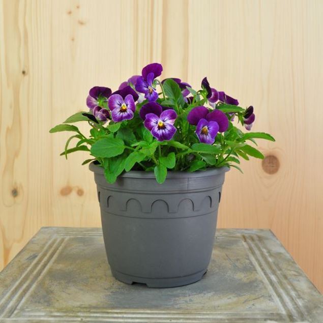 Image de Violette cornue - Viola cornuta