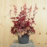 Image sur Cloches pourpres - Heuchera x brizoides