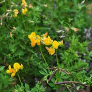 Schopfiger Hufeisen-Klee - Hippocrepis comosa