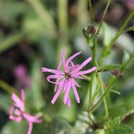 Nickendes Leimkraut - Silene nutans 