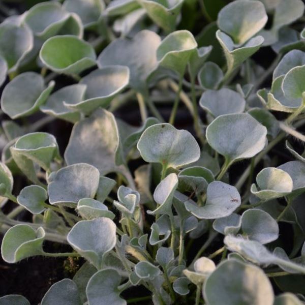 Silberregen - Dichondra argentea 