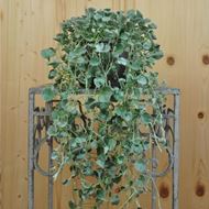 Silberregen - Dichondra argentea 