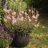 Image sur Bougie Splendeur - Gaura lindheimeri