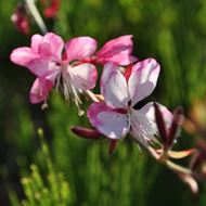 Image sur Bougie Splendeur - Gaura lindheimeri