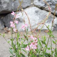 Image sur Bougie Splendeur - Gaura lindheimeri