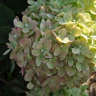 Bild von Zwerg-Rispenhortensie - Hydrangea paniculata