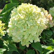 Bild von Zwerg-Rispenhortensie - Hydrangea paniculata