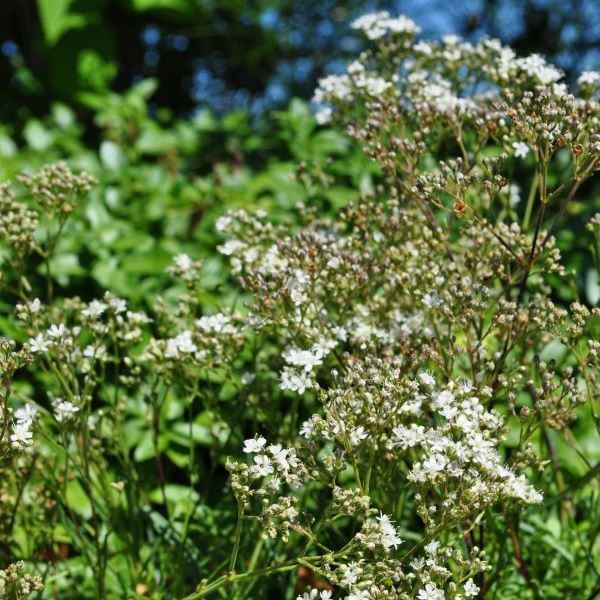  Büschel-Gipskraut - Gypsophila fastigiata