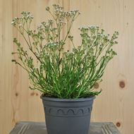  Büschel-Gipskraut - Gypsophila fastigiata