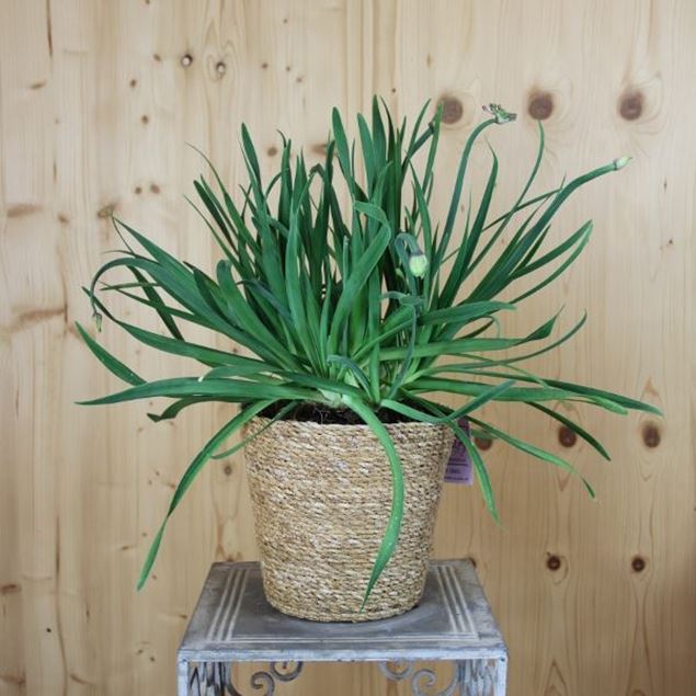 Image de Poireau de montagne - Allium senescens