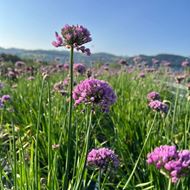 Bild von Berg-Lauch - Allium senescens