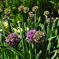 Image sur Poireau de montagne - Allium senescens