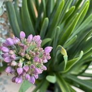 Bild von Berg-Lauch - Allium senescens