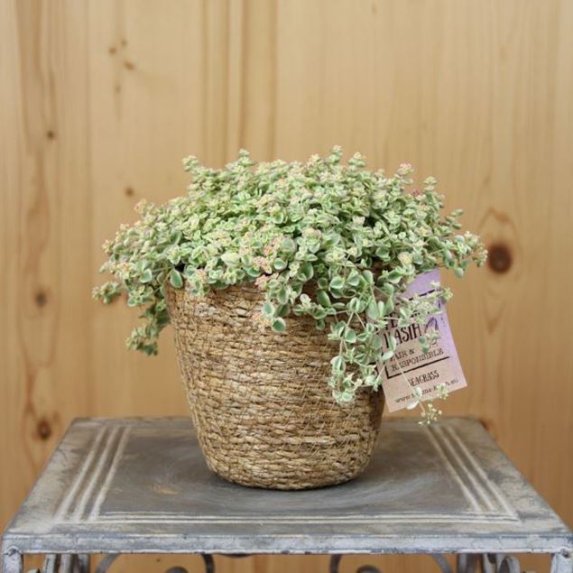 Bild von Polster-Fetthenne - Sedum pellucida