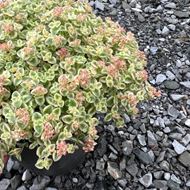 Image sur Fétuque en coussin - Sedum pellucida