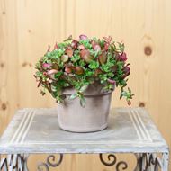 Image sur Pourpier - Portulaca oleracea