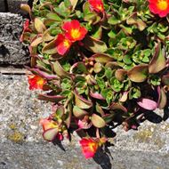 Bild von Portulak - Portulaca oleracea