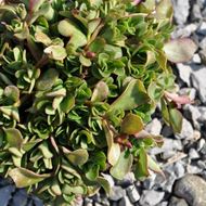 Bild von Portulak - Portulaca oleracea