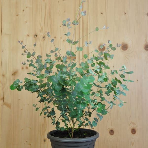 Bild von Eukalyptus - Eucalyptus cinerea