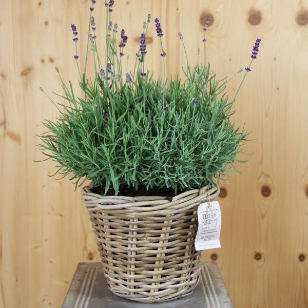 Bild von Lavendel - Lavandula angustifolia