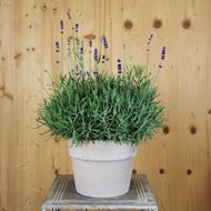 Bild von Lavendel - Lavandula angustifolia