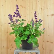 Bild von Quirlblütiger Salbei - Salvia verticillata