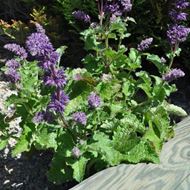 Bild von Quirlblütiger Salbei - Salvia verticillata