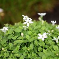 Image sur Fausse lobélie australienne - Isotoma fluviatilis