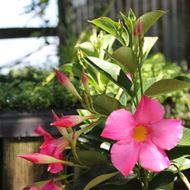 Bild von Trichterblüte - Mandevilla