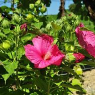 Image sur Hibiscus vivace - Hibiscus x moscheutos