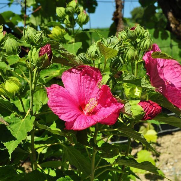 Bild von Staudenhibiskus - Hibiscus x moscheutos