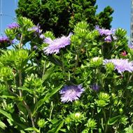 Image sur Aster bleuet - Stockesia laevis