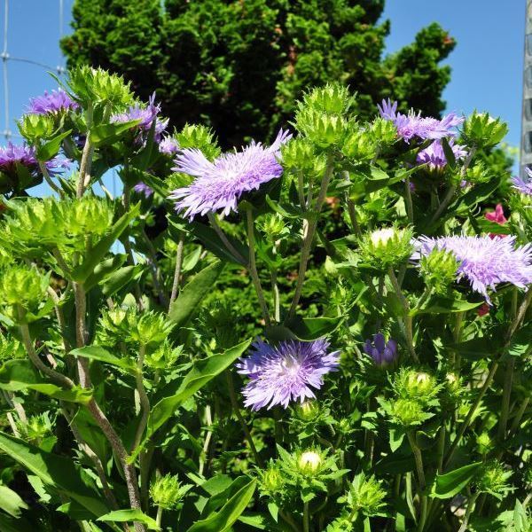 Image sur Aster bleuet - Stockesia laevis