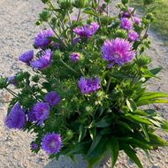 Image sur Aster bleuet - Stockesia laevis