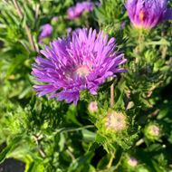 Image sur Aster bleuet - Stockesia laevis