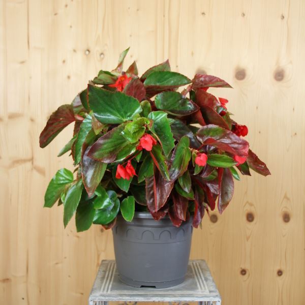 Bild von Drachenflügelbegonie - Begonia