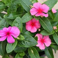 Image sur Vert de Madagascar - Vinca rosea