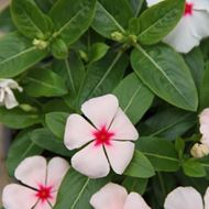 Image sur Vert de Madagascar - Vinca rosea