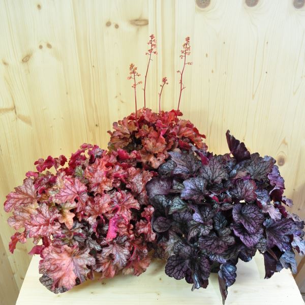 Image sur Cloches pourpres - Heuchera x brizoides